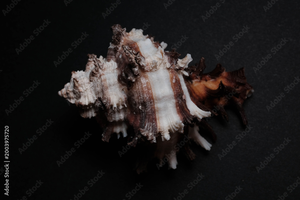 Fototapeta premium Ornate Dark Brown and White Frilled Murex Shell on Black Backgr