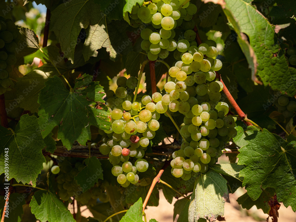 Fototapeta premium Grappe de raisin blanc dans les vignobles de l'Armagnac 