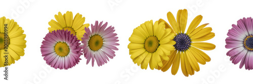 A collection of yellow and purple daisy flowers arranged together isolated on a white background