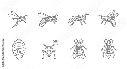 Tableau sur toile Outlined insect collection detailed illustrations of bees ants and wasps