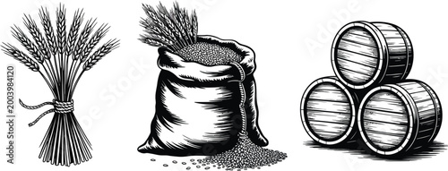 Malt in burlap bag illustration, hand drawn engraving style vector with sheaf of wheat and wooden barrels representing brewing grain production and vintage agriculture.