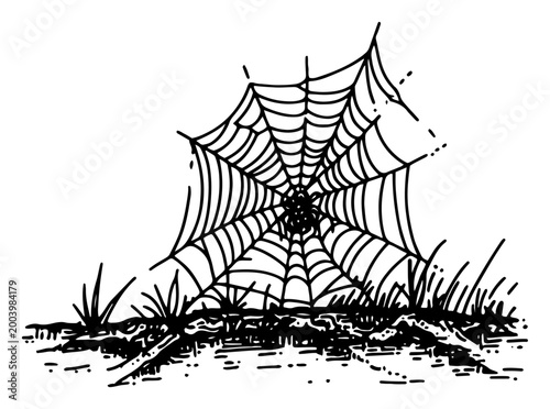 Spider web on grass in nature sketch, vintage engraving style spiderweb illustration for Halloween and outdoor morning dew concept