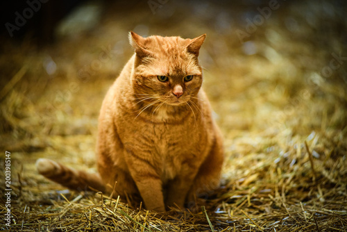 Fotografía atmospheric portrait of a large, ginger tabby cat sitting prominently on a thick bed of golden straw in a rustic barn or stable setting