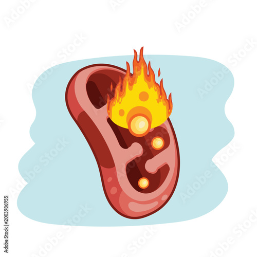 Fat Burning in Mitochondria Beta Oxidation Medical Illustration
