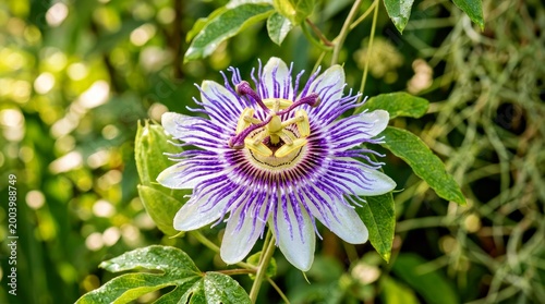 Passionflower Bloom Close up in Lush Garden Setting for Botanical Marketing and Floral Design Projects
