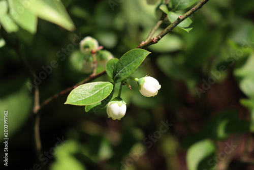 Close-up of Vaccinium myrtillus  branch with small white flowers. Common Blueberry bush on springtime