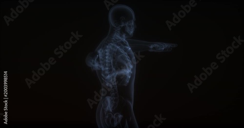 Brachialis muscle in human body. X Ray. Loop