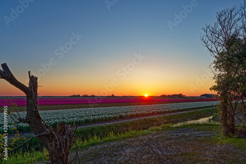 Sonnenuntergang über Tulpenfeld