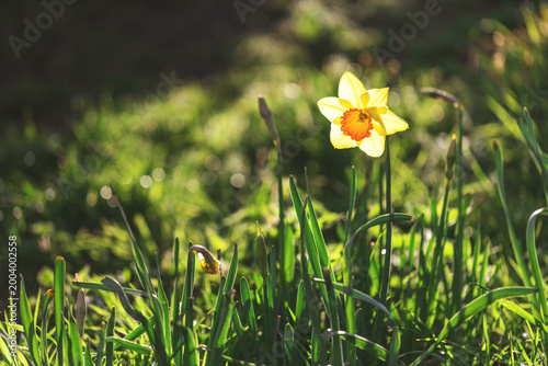 Single yellow narcissus among green buds in spring garden