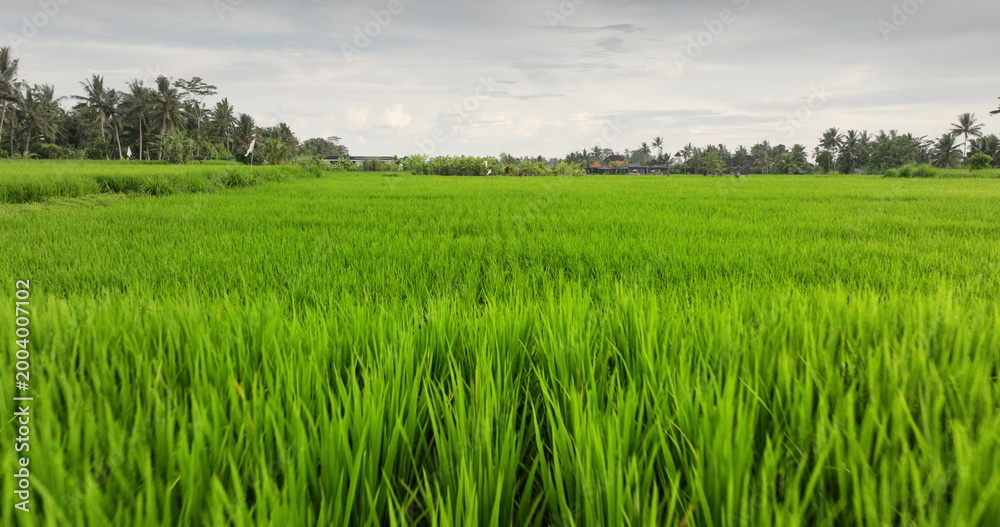 Naklejka premium Expansive vibrant green rice field showcasing the lush agricultural landscape of Bali, with tropical palm trees and distant traditional village buildings under a cloudy sky. Low angle drone flight
