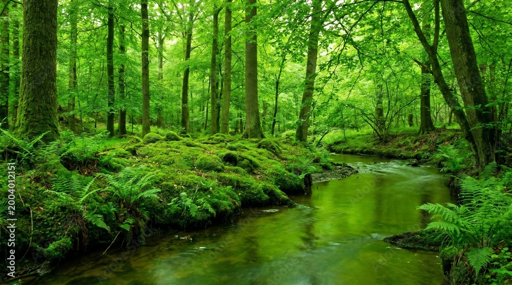 Fototapeta premium river in the forest