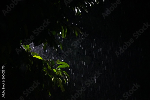 Photos Slow motion of Heavy rain at night hits leaves highlighted by night lights