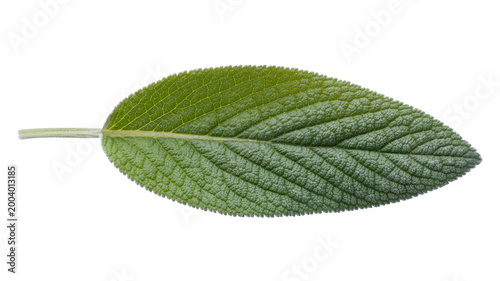 Single fresh green sage herb leaf with visible veins isolated on a plain white studio background