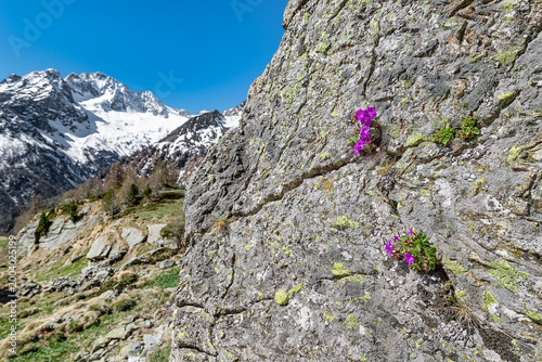 Foto A light pink form of Hairy primrose with Disgrazia massif on background (Primul