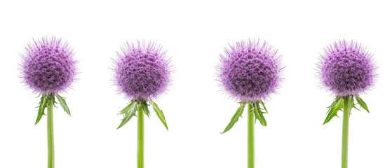 Set of four purple thistle flowers on green stems png transparent