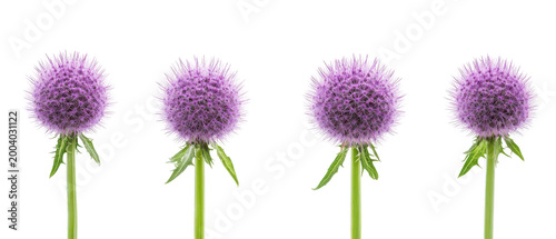 Set of four purple thistle flowers on green stems png transparent