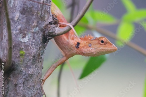 Lizards are reptiles belonging to the suborder Lacertilia or Sauria.