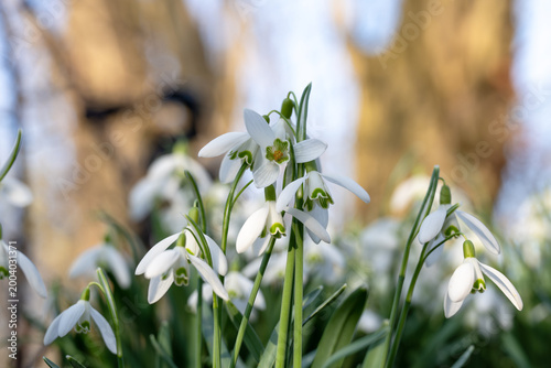 snowdrop flowers in the forest