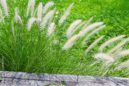 These white wildflowers, commonly found in gardens or abandoned areas in Thailand's tropical regions, especially during the summer and dry seasons, are typically hardy, herbaceous plants that grow nat