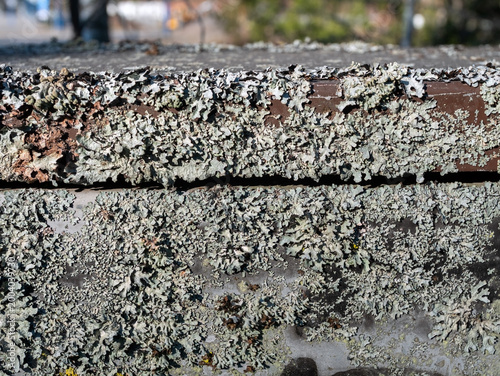 Hypogymnia physodes (monk's-hood lichen) growing on old metal box surface