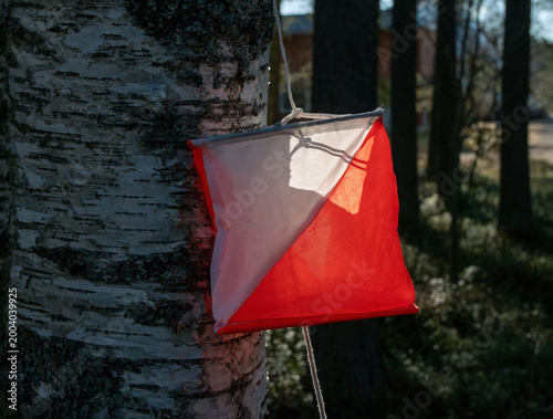 Orienteering control point attached to a tree trunk