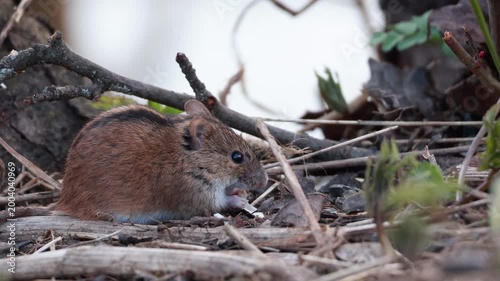 Bank vole eating sunflower seed on forest floor