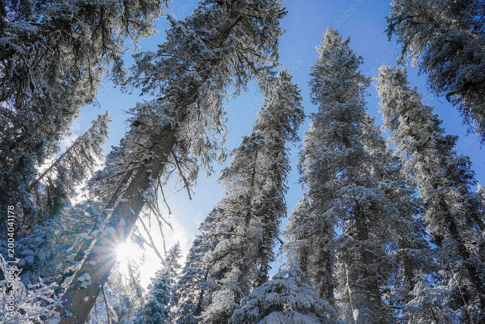 Fototapeta premium snow covered trees