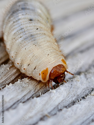 Εκτύπωση καμβά White beetle larva macro close-up on wood with detailed texture