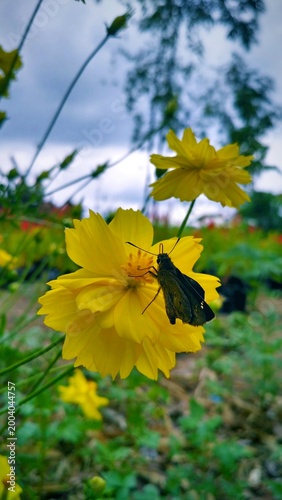 Close-up of a butterfly resting on a vibrant yellow cosmos flower, capturing delicate details against a soft, blurred garden background, evoking a calm and natural outdoor scene.