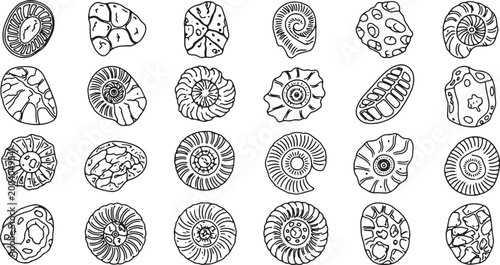 Photos collection of fossil ammonite shells flat design vector illustration