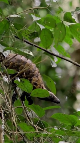 Rare Sight: A Tree-Climbing Pangolin in the Wild!