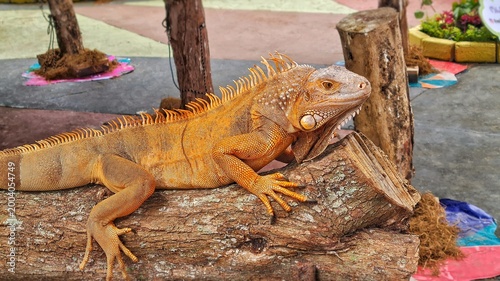 Quadro su tela Basking in the warmth of the sun, the iguana display a tree trunk spectable
