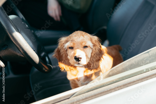 A small golden puppy squinting stands inside a parked car, looking curiously toward the open window. Sunlight shines through, highlighting the puppy fur and playful demeanor