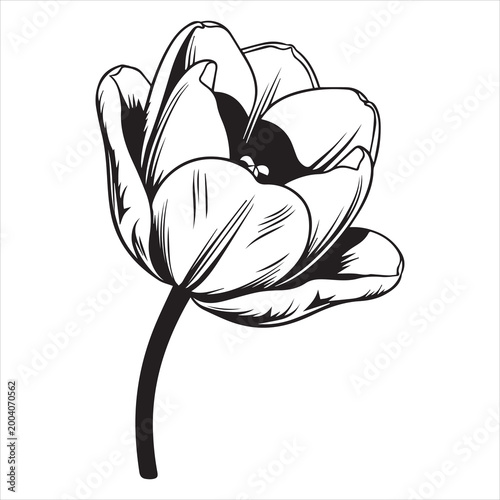 black tulip bloom silhouette design for modern floral commercial use