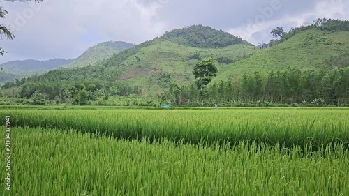 Lush Green Rice Plants with Mountain Hills in Rural Vietnam.