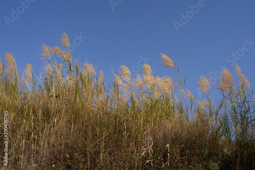Εκτύπωση καμβά Golden reeds swaying under blue sky at Fuxian Lake, Yunnan