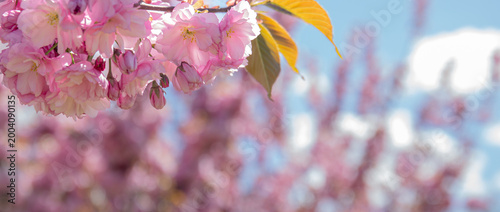 A cherry blossom branch against a background of trees with pink flowers