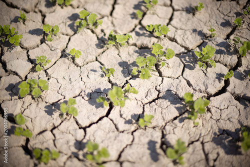 New life pushes through dry, cracked soil. Green seedlings symbolize resilience and hope in drought conditions, a stark contrast of barrenness and growth.