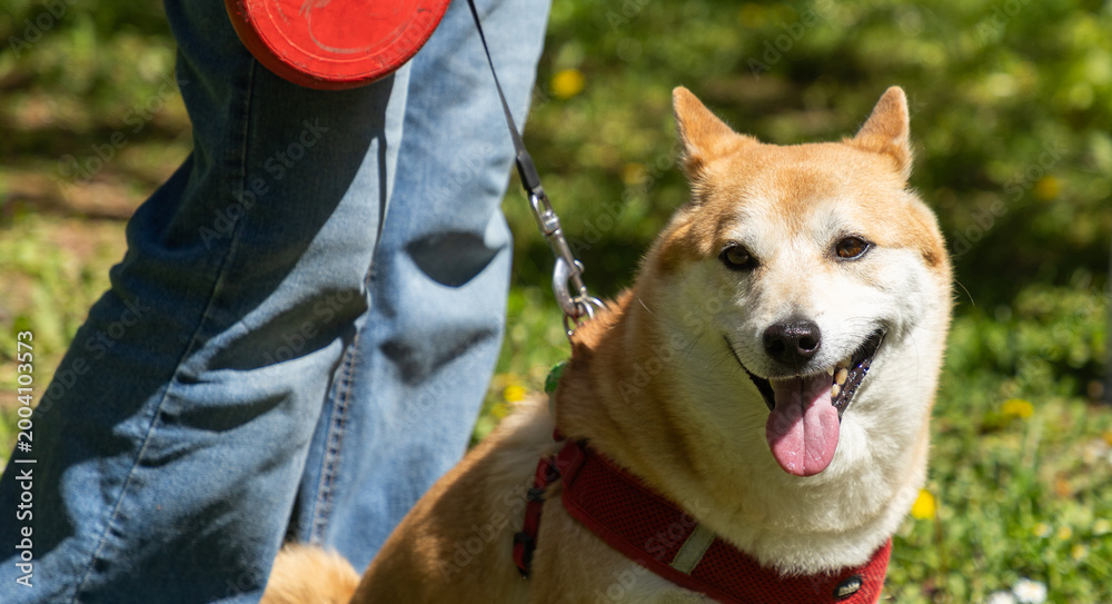 Fototapeta premium shiba inu portrait in the park