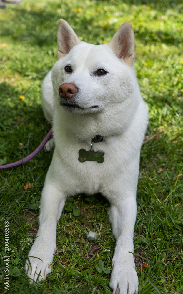 Fototapeta premium shiba inu portrait in the park