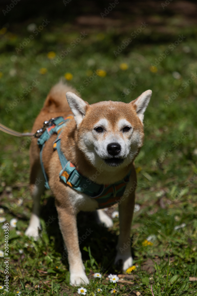 Fototapeta premium shiba inu portrait in the park