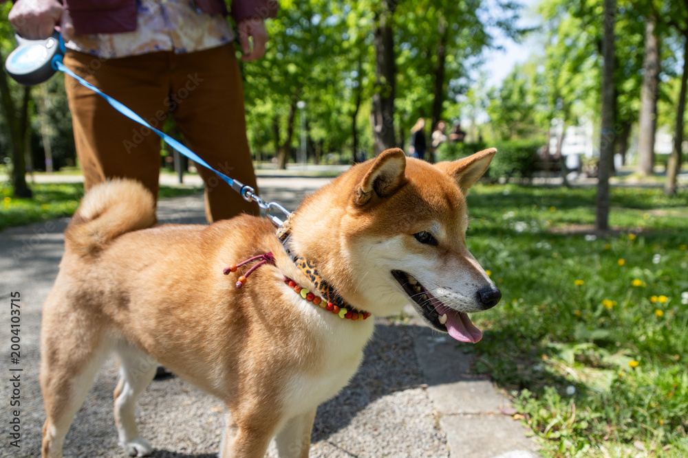 Fototapeta premium shiba inu portrait in the park