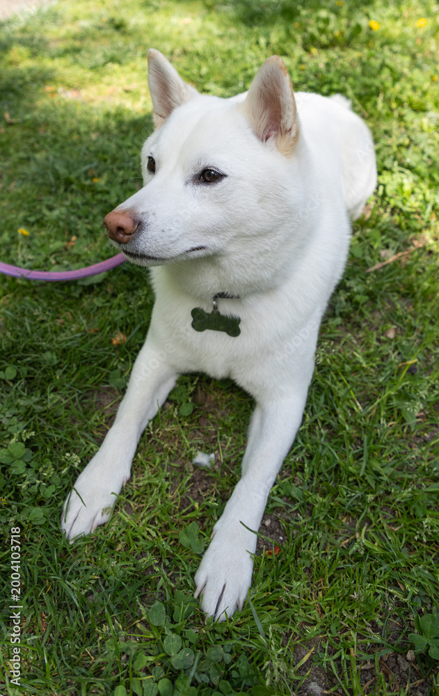 Fototapeta premium shiba inu portrait in the park