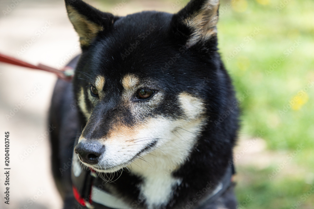 Fototapeta premium shiba inu portrait in the park