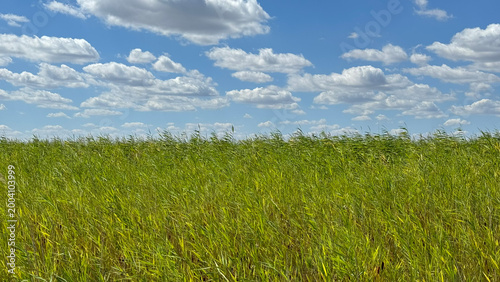 Foto Wind-Swept Green Field Beneath a Sky of Scattered Clouds