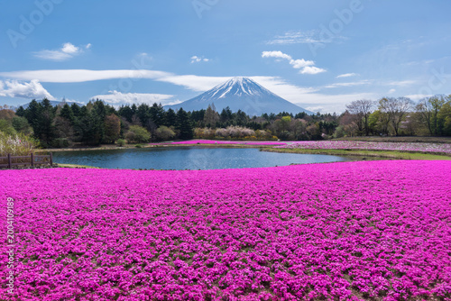 富士芝桜まつり（富士本栖湖リゾート2026年4月）