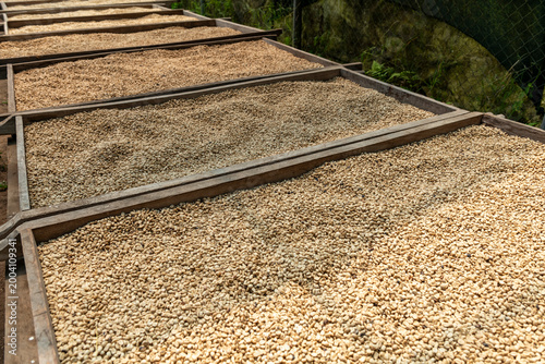 Fotografi Green coffee beans are drying on raised beds at a farm in Panama, undergoing a c
