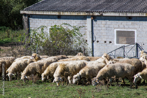 Pecore al pascolo