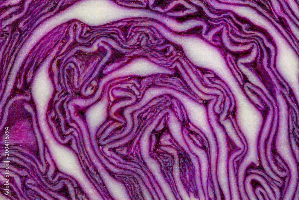 Obraz premium Red cabbage cross section abstract organic pattern vegetable texture