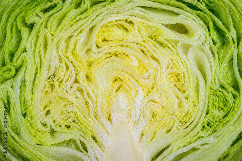 Obraz premium Lettuce cross section layered organic pattern vegetable macro texture